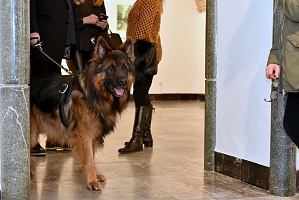 Bei allen Ausstellungen dabei, Caruso